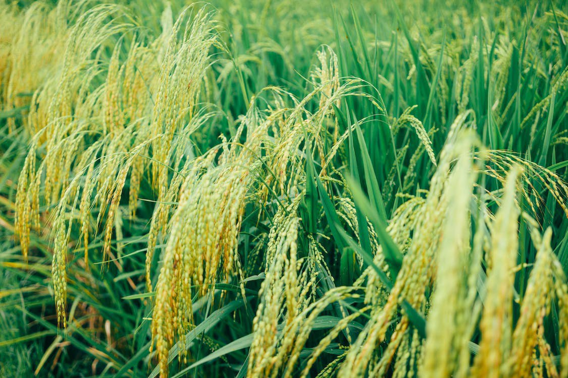 消费者关注：农粮部长20日讨论稻米价格
