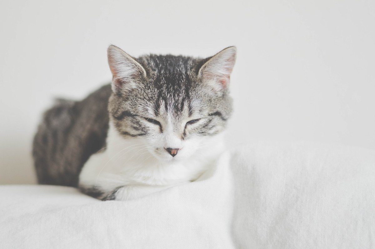 新加坡猫福利协会建议：组屋可养三只猫