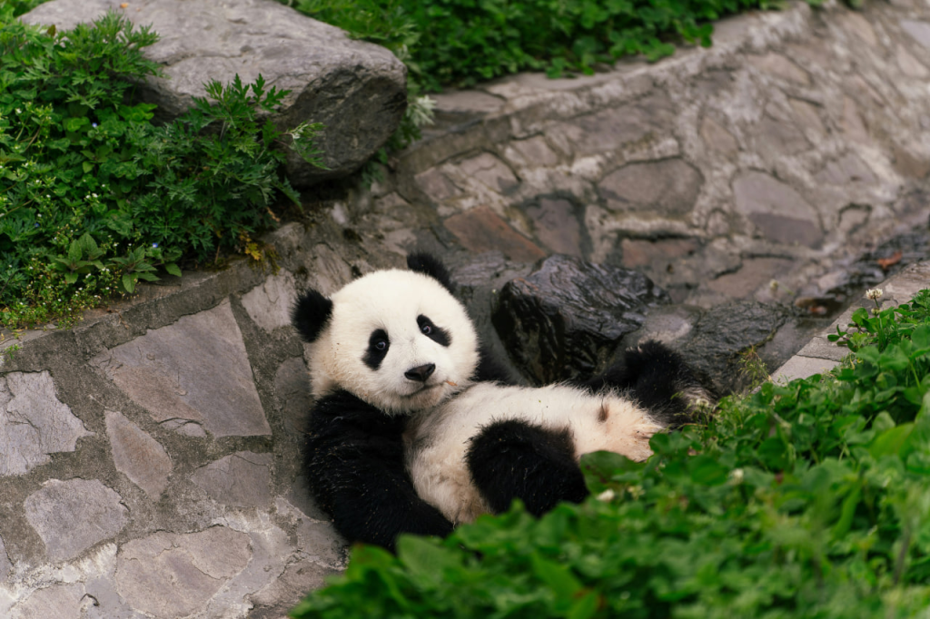 大马奶爸南京探望，7年后与大熊猫暖暖温馨相会