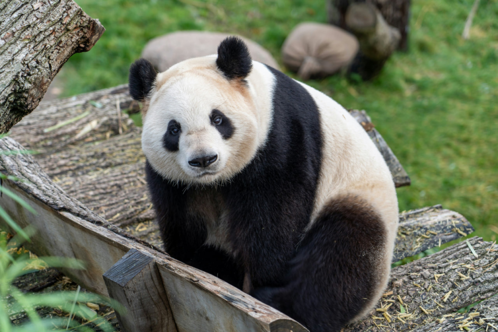 马华总会长吴添泉期望，熊猫“兴兴”“靓靓”留长久