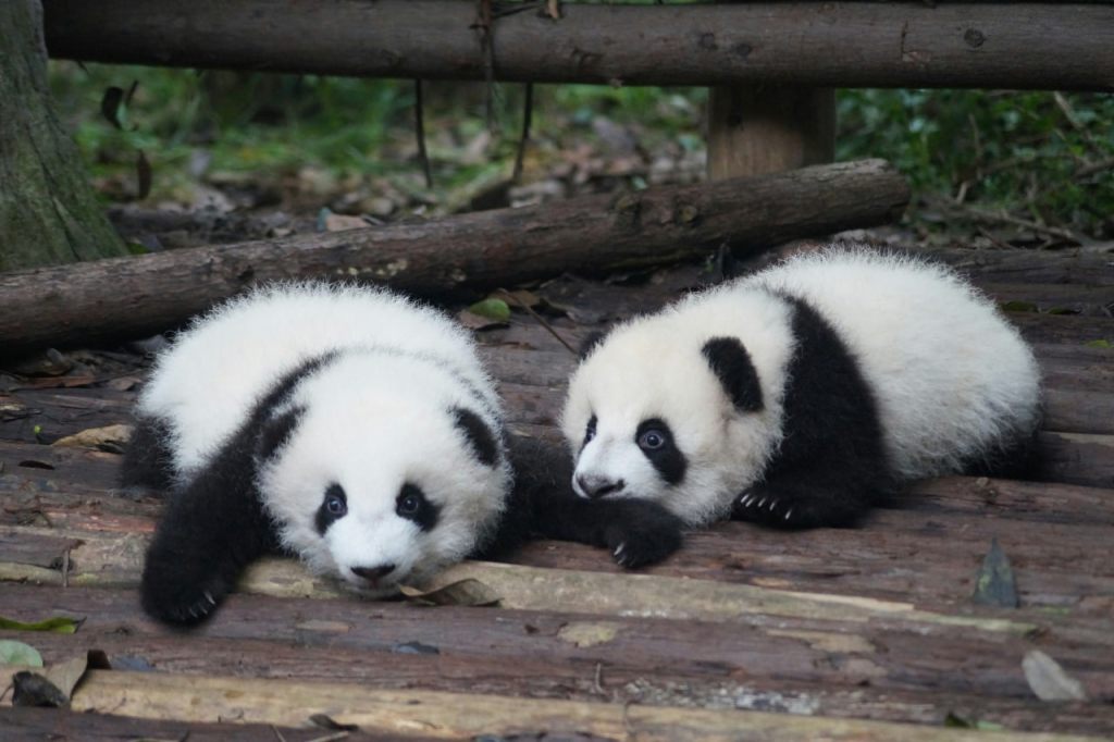 大马奶爸探望熊猫“升谊”，四川之行温情满满